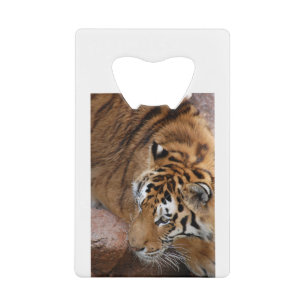 Bengal Tiger