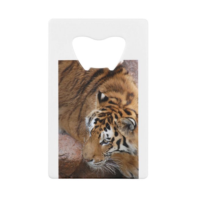 Bengal Tiger (Front)