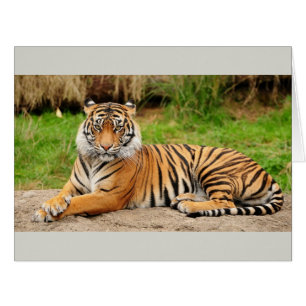Bengal Tiger