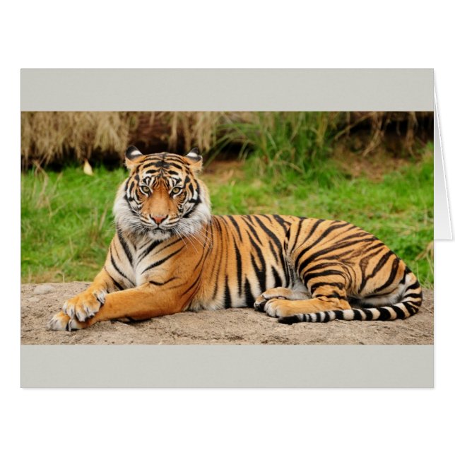 Bengal Tiger (Front Horizontal)