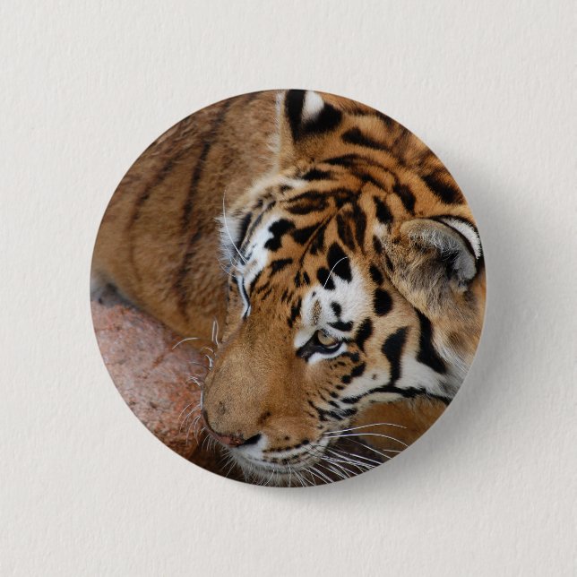 Bengal Tiger 6 Cm Round Badge (Front)