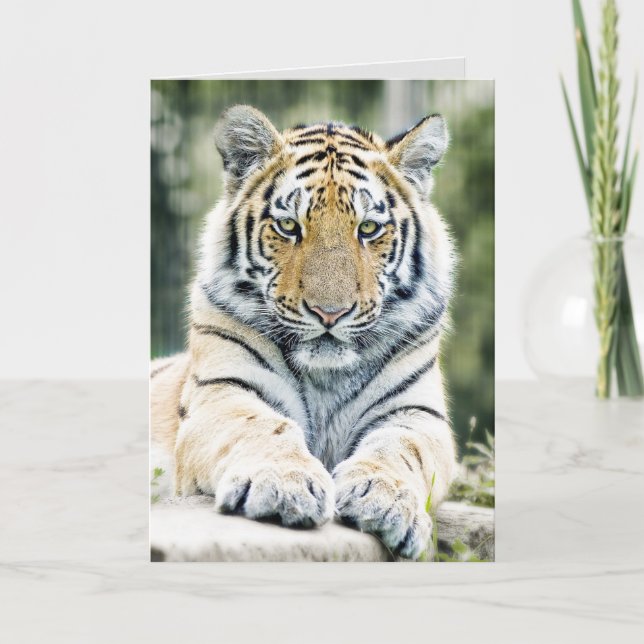 BENGAL TIGER ART BIRTHDAY GREETING CARDS (Front)