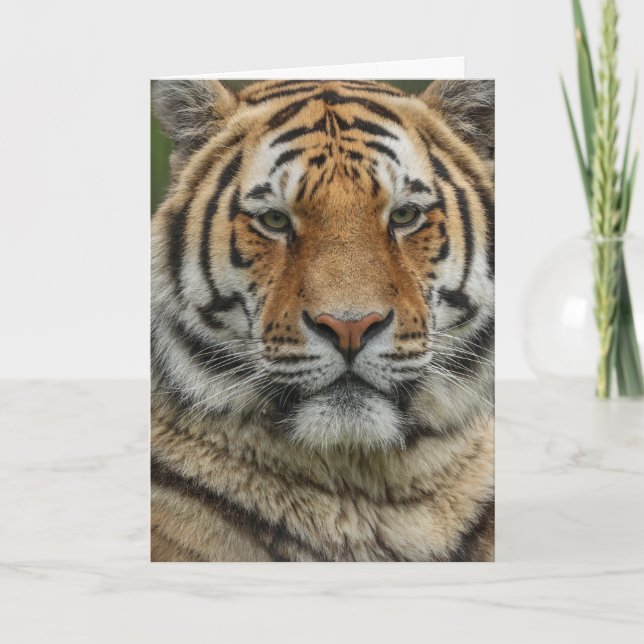 BENGAL TIGER BIRTHDAY GREETING CARD (Front)