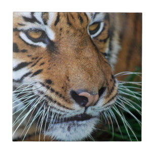 Bengal Tiger Close Up Africa Tile