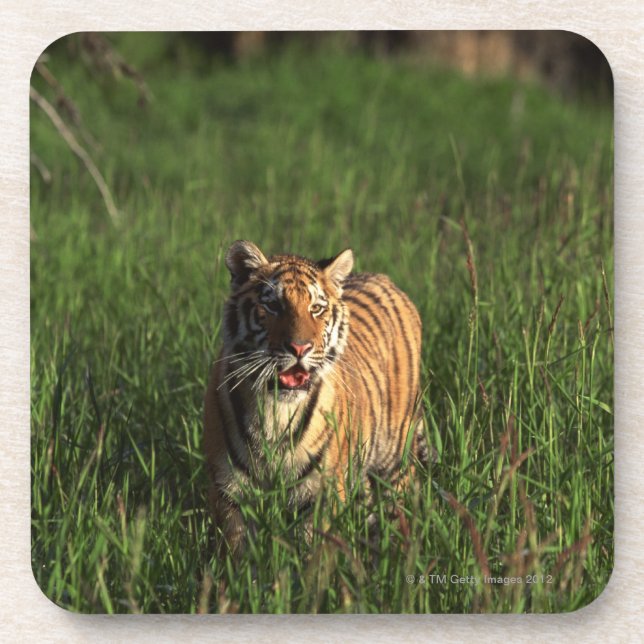 Bengal tiger coaster (Front)