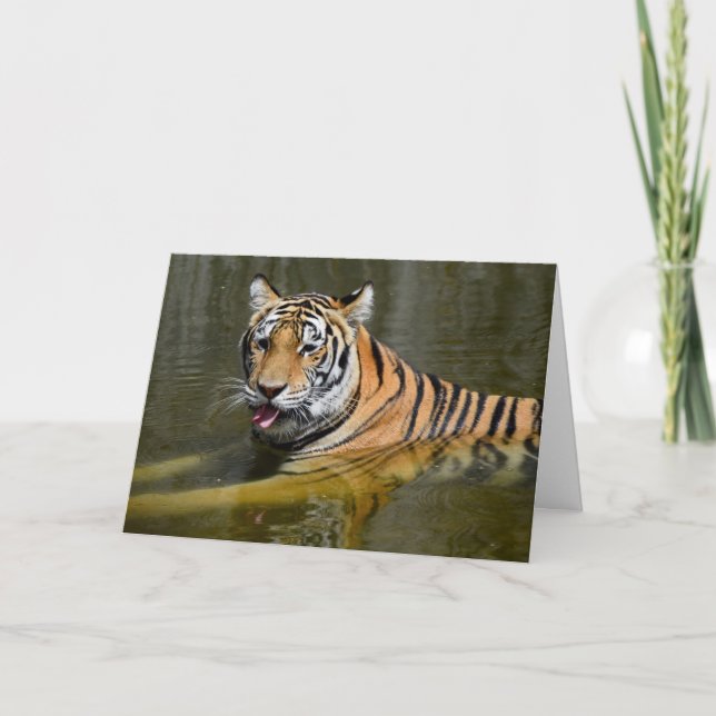 Bengal Tiger Cooling Off Card (Front)
