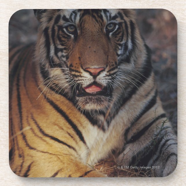 Bengal Tiger Cub Coaster (Front)