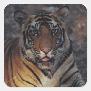 Bengal Tiger Cub Square Sticker