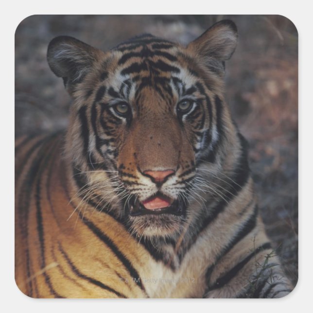Bengal Tiger Cub Square Sticker (Front)