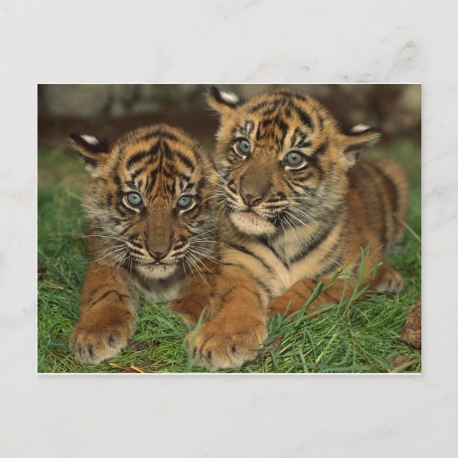Bengal Tiger Cubs Postcard (Front)
