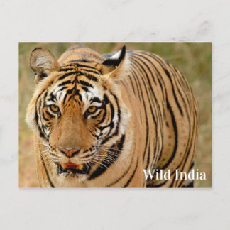 Bengal Tiger in Ranthambore National Park, India Postcard