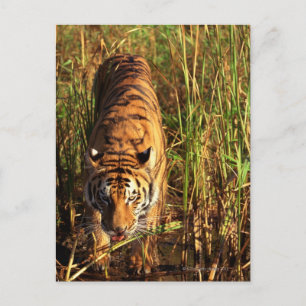 Bengal tiger in wetlands postcard