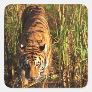 Bengal tiger in wetlands square sticker