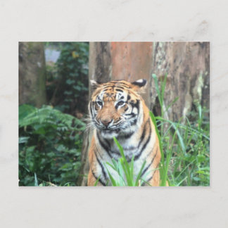 Bengal Tiger, India Postcard