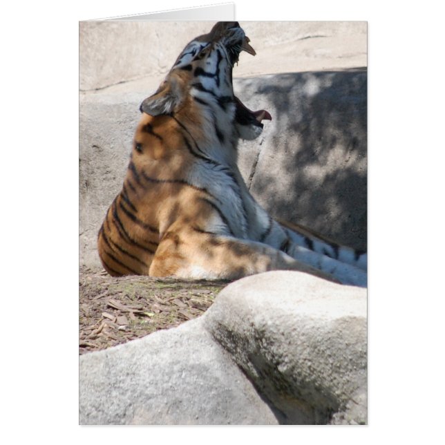 Bengal Tiger Love (Front)