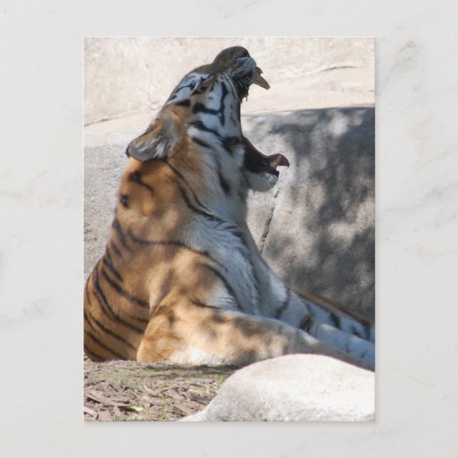 Bengal Tiger Love Postcard (Front)