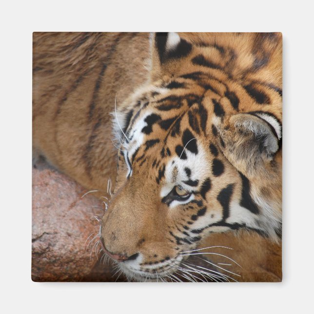 Bengal Tiger Magnet (Front)