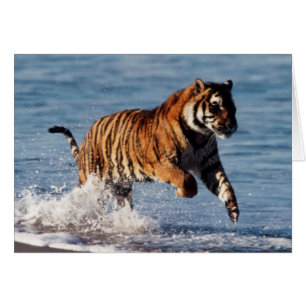 Bengal Tiger (Panthera Tigris)
