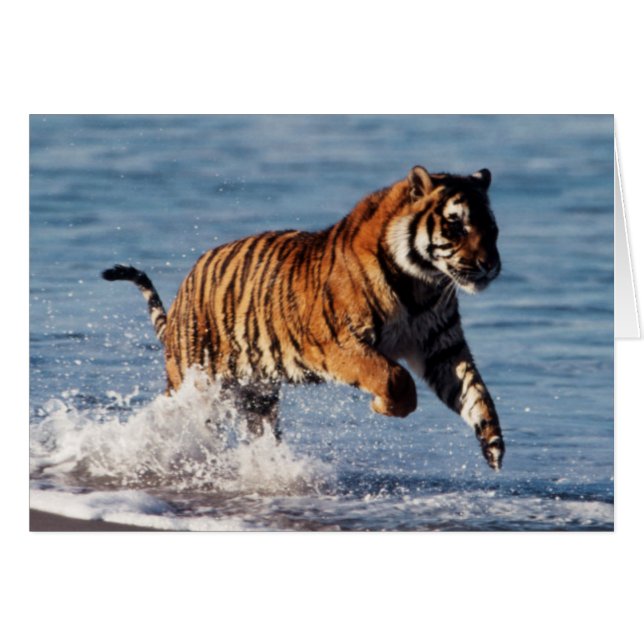 Bengal Tiger (Panthera Tigris) (Front Horizontal)