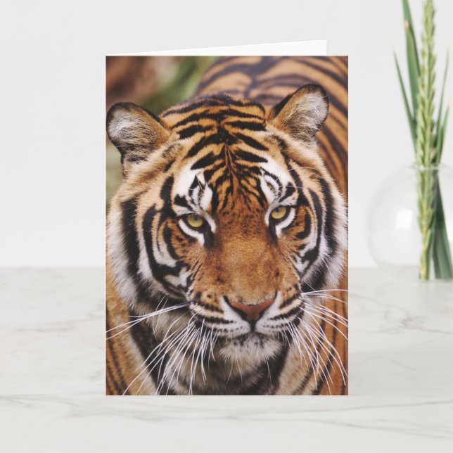 Bengal Tiger, Panthera tigris Card (Front)
