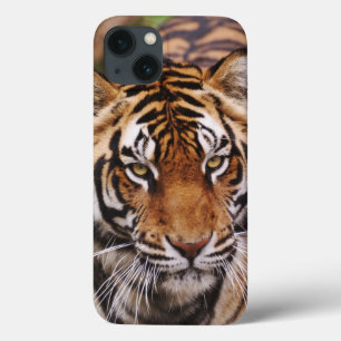 Bengal Tiger, Panthera tigris iPhone 13 Case
