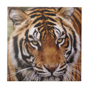 Bengal Tiger, Panthera tigris Ceramic Tile
