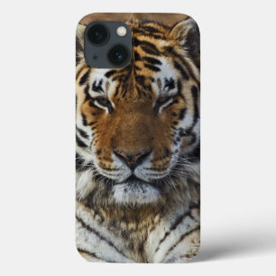 Bengal Tiger, Panthera tigris, Louisville Zoo, iPhone 13 Case