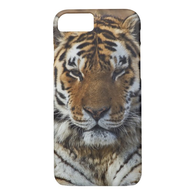 Bengal Tiger, Panthera tigris, Louisville Zoo, Case-Mate iPhone Case (Back)