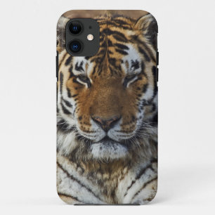 Bengal Tiger, Panthera tigris, Louisville Zoo, iPhone 11 Case