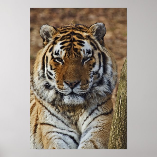 Bengal Tiger, Panthera tigris, Louisville Zoo, Poster (Front)
