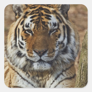 Bengal Tiger, Panthera tigris, Louisville Zoo, Square Sticker