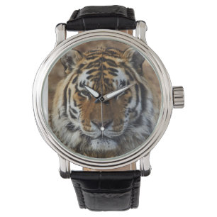 Bengal Tiger, Panthera tigris, Louisville Zoo, Watch