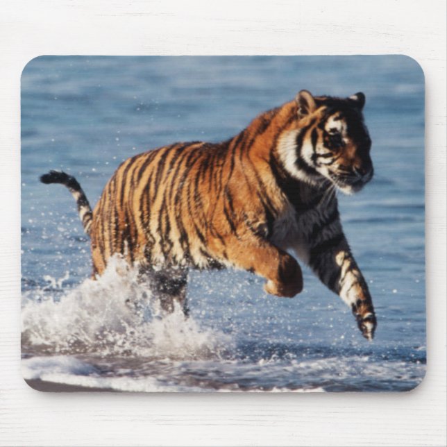 Bengal Tiger (Panthera Tigris) Mouse Pad (Front)