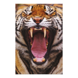 Bengal Tiger, Panthera tigris Photo Print