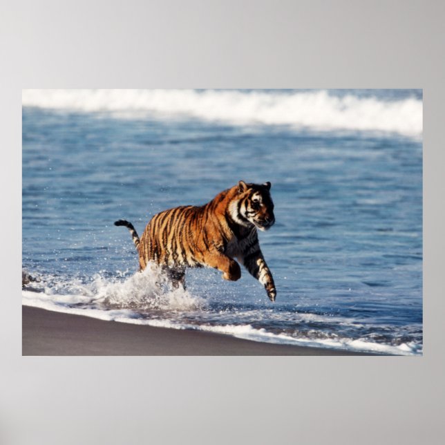 Bengal Tiger (Panthera Tigris) Poster (Front)
