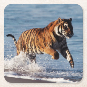 Bengal Tiger (Panthera Tigris) Square Paper Coaster