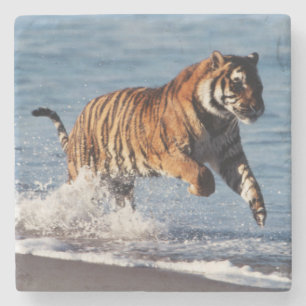 Bengal Tiger (Panthera Tigris) Stone Coaster