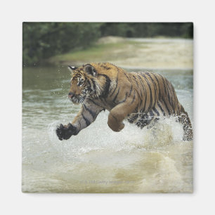 Bengal tiger (Panthera tigris tigris) charging Magnet