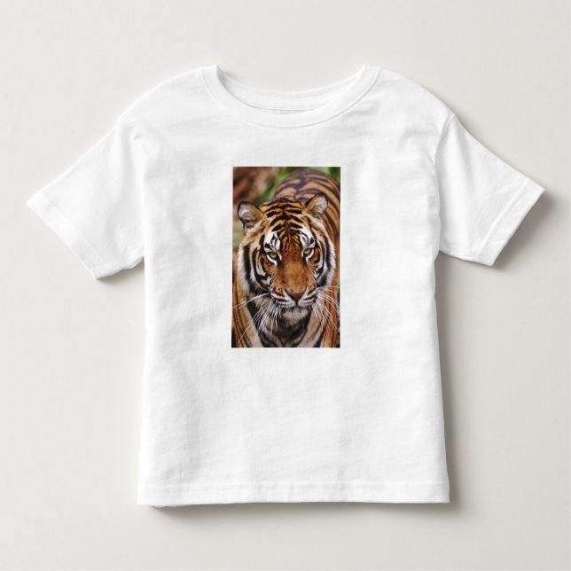 Bengal Tiger, Panthera tigris Toddler T-Shirt (Front)