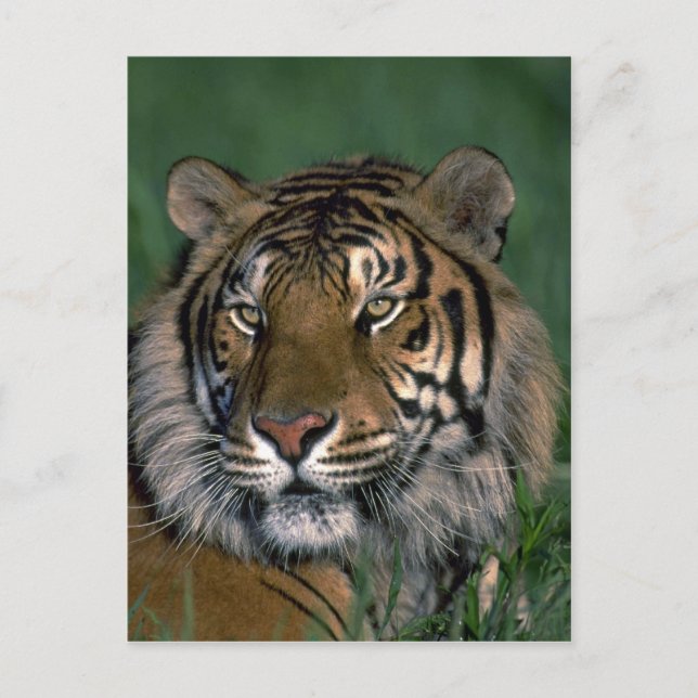 Bengal tiger postcard (Front)