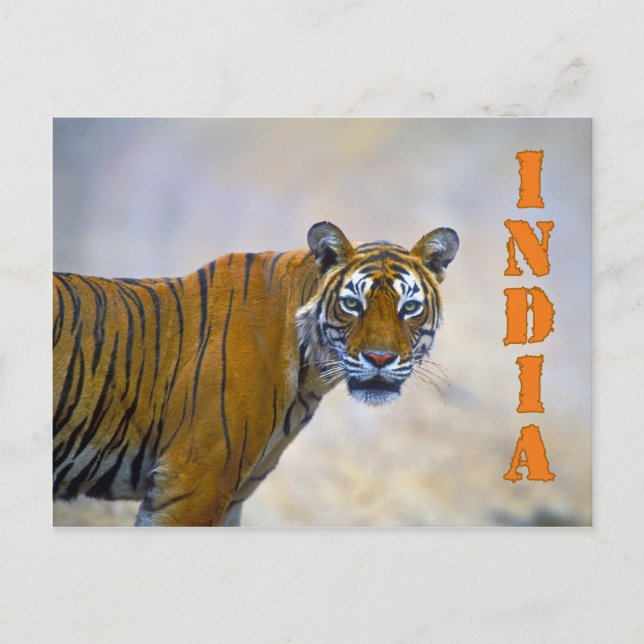 Bengal tiger postcard (Front)