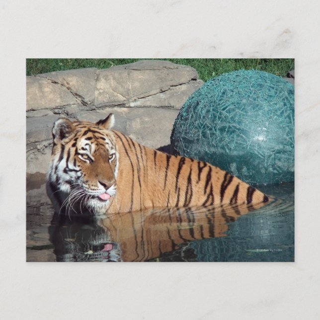 Bengal Tiger Postcard #1 (Front)