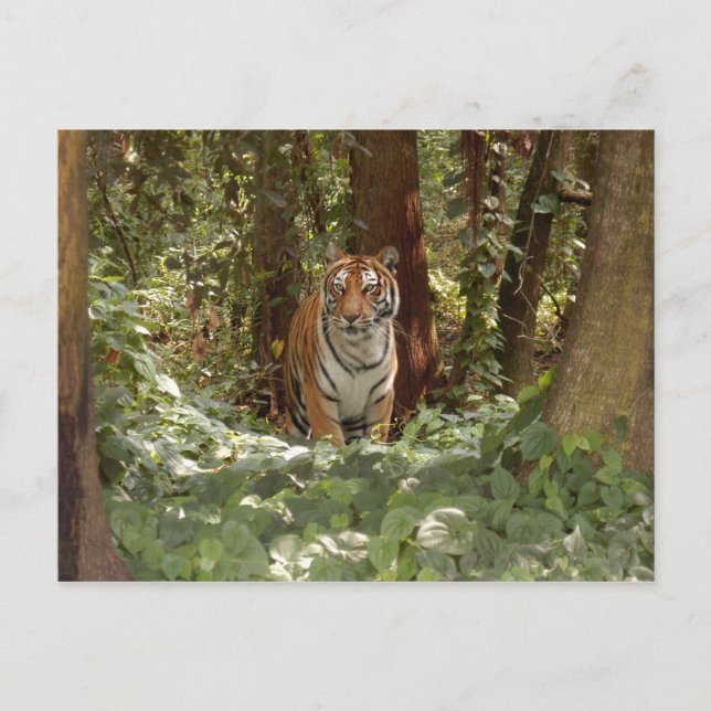 Bengal Tiger Postcard (7x5) (Front)