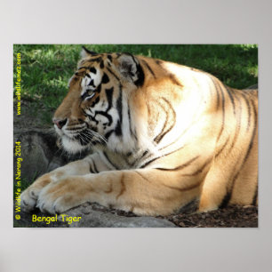 Bengal Tiger Poster