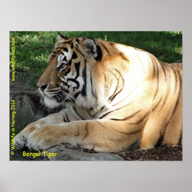 Bengal Tiger Poster (Front)