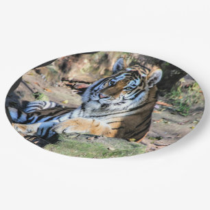 Bengal Tiger Resting on Forest Rock Paper Plate