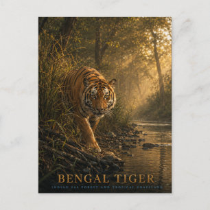 Bengal Tiger Sal Forest ANIMALS Postcard