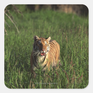 Bengal tiger square sticker