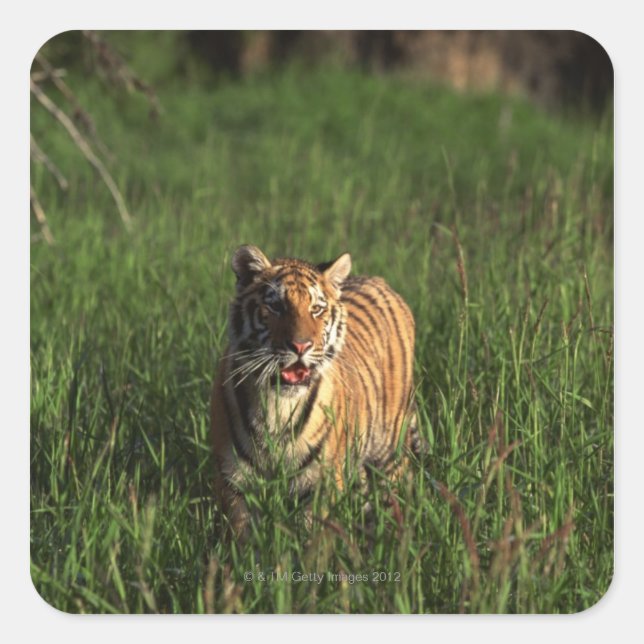 Bengal tiger square sticker (Front)