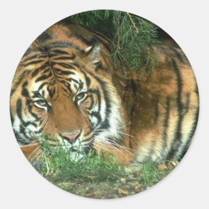 Bengal Tiger Sticker